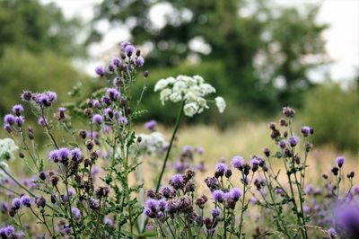 Close-up of purple flowering plants on field