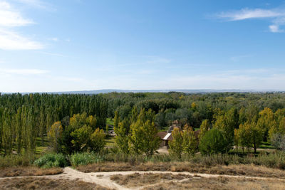 Plants growing on land against sky