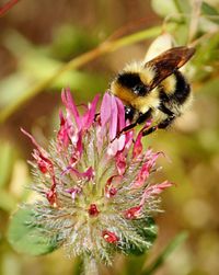 Close-up of bee pollinating on pink flower