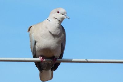 Low angle view of pigeon perching against clear sky