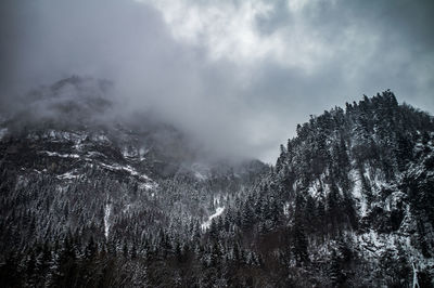 Panoramic view of forest against sky