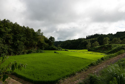 Scenic view of agricultural field against sky