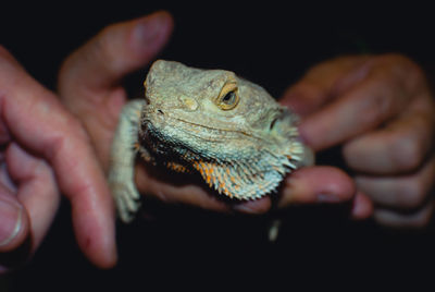 Close-up of hand holding lizard against black background