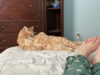 Cat resting on bed at home