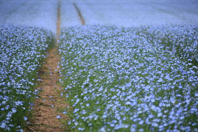 Close-up of flowering plants on road