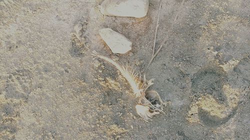 High angle view of crab on sand