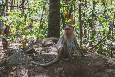 Monkey sitting on rock in forest