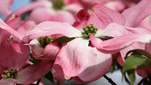 Close-up of pink flowering plant