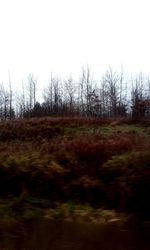 Trees on landscape against clear sky