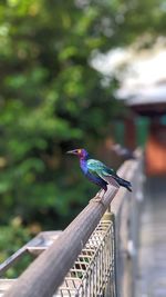 Staring at a starling bird perching on a rail.