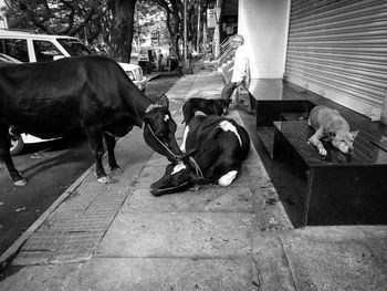 Horses on floor