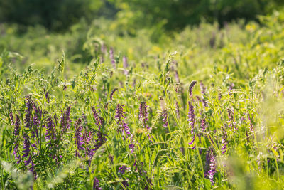 Purple flowering plants on field