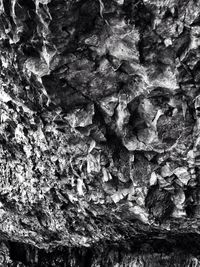 Full frame shot of tree trunk