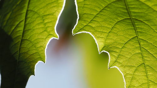 It leaves with edges