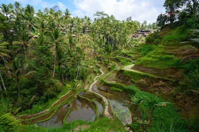 Panoramic shot of trees on field against sky