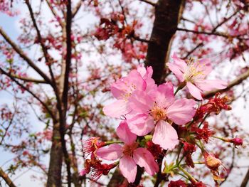 Close-up of cheery blossoms blooming outdoors