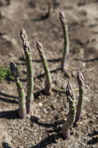 Close-up of plants growing on field