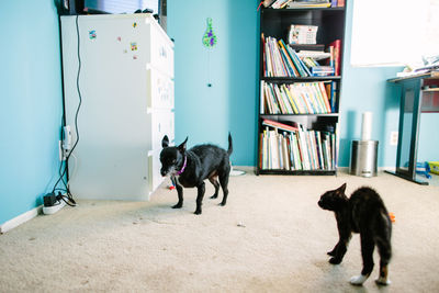 Small dog sticks tongue out and appears timid next to an arched kitten