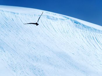 Low angle view of a bird flying over snow