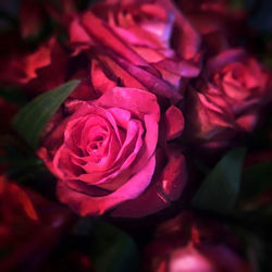 Full frame shot of red roses