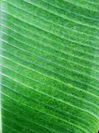 Full frame shot of palm leaf