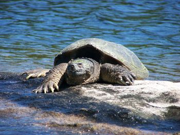 Tortoise on rocky shore