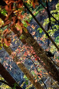 Low angle view of tree during autumn