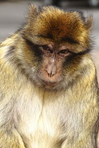 Close-up of human face looking away