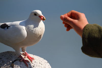Close-up of hand feeding birds against sky