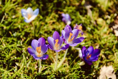 Close-up of purple crocus flowers on field