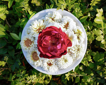 Directly above shot of white rose flower