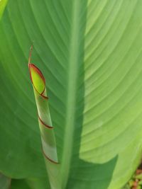 Close-up of green leaf