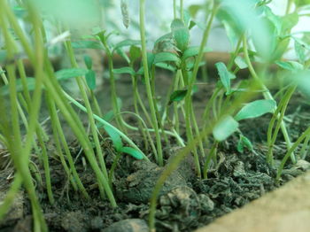 Close-up of fresh green plants in field