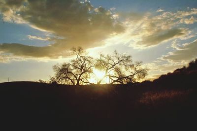 Silhouette of trees at sunset