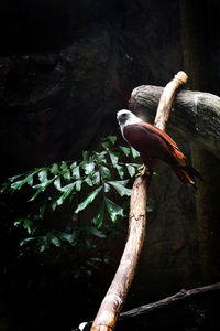 Close-up of bird perching on tree