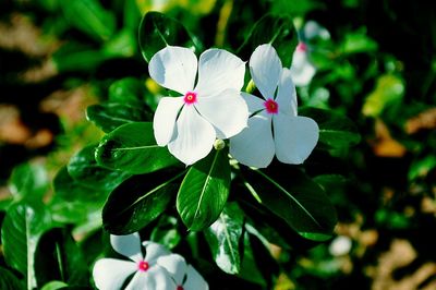 Close-up of white flowers blooming outdoors