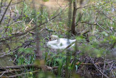 View of a cat on branch