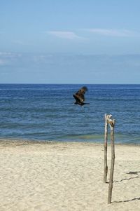 Bird on beach against sky