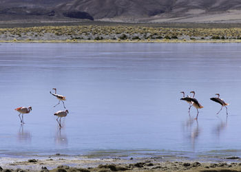 Birds flying over lake