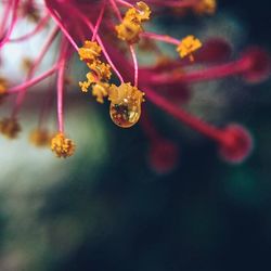 Close-up of flower buds