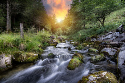 Scenic view of waterfall in forest