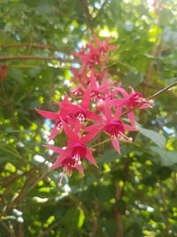 Close-up of pink flowering plant