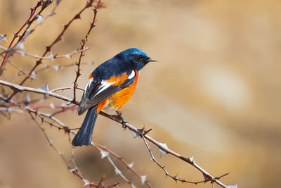 Close-up of bird perching on branch