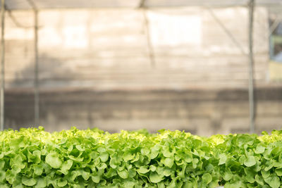 Close-up of plants in greenhouse