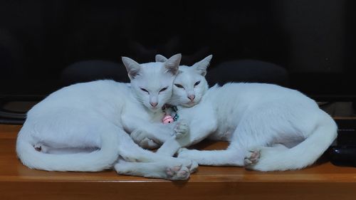 White cat lying down