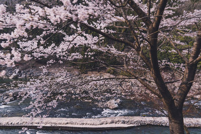 Cherry blossoms in spring