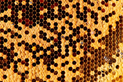 Full frame shot of beehive