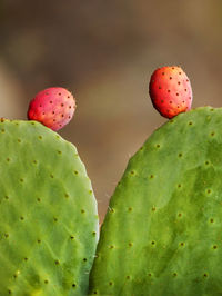 Close-up of prickly pear cactus growing outdoors