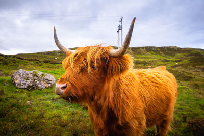 mammal
