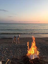 View of a dog on beach, near bonfire